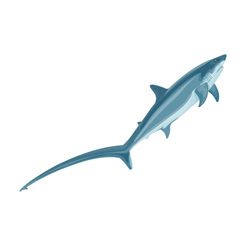 Under the Sea Theme Thresher Shark Transparent Sticker